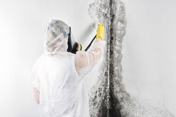 Best Basement water damage restoration  in USA